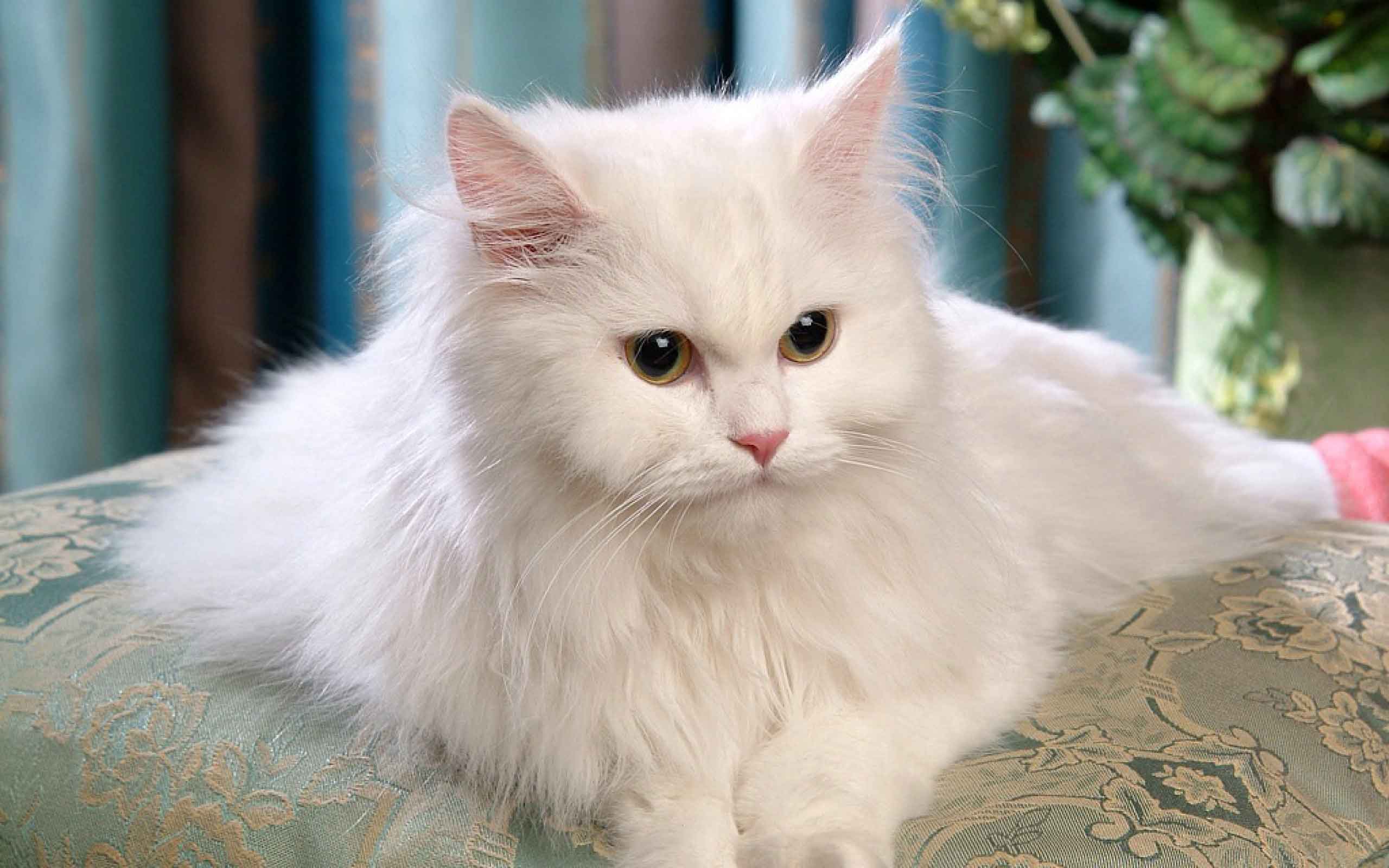 gato persa