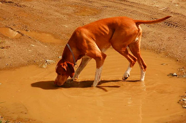 ¿Qué es la giardiasis en mascotas y cómo prevenirla?