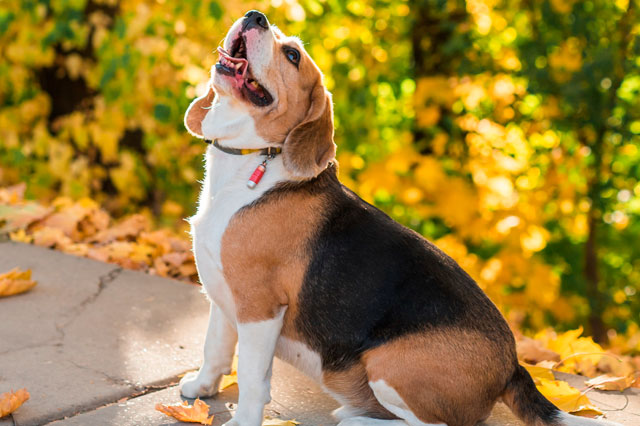 Día Mundial del Perro Adoptado