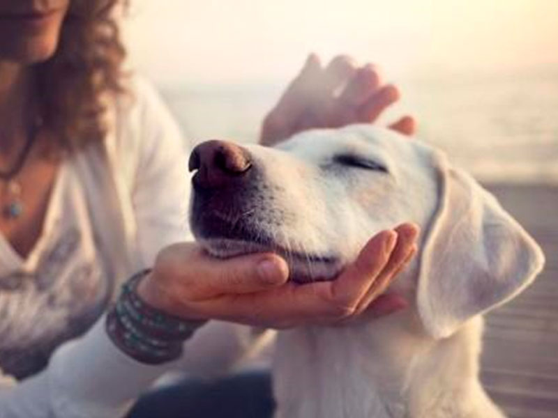 La misión espiritual de tu mascota